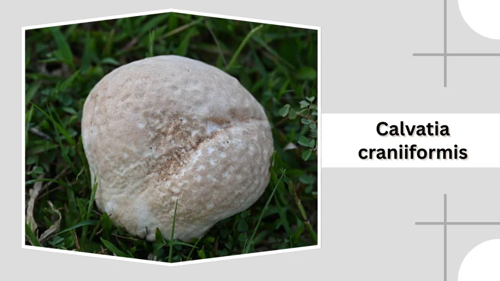 Calvatia craniiformis