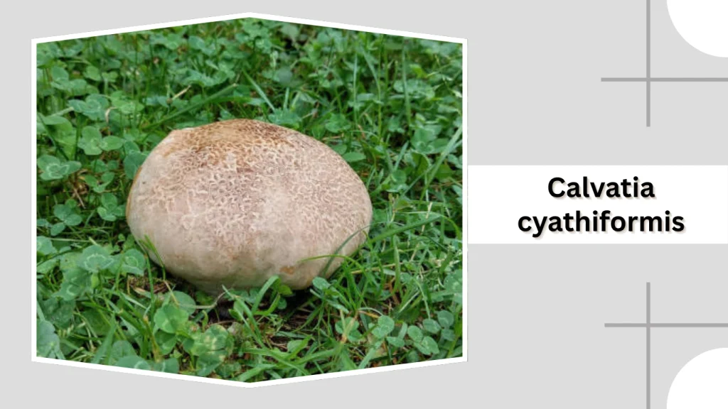 Calvatia cyathiformis