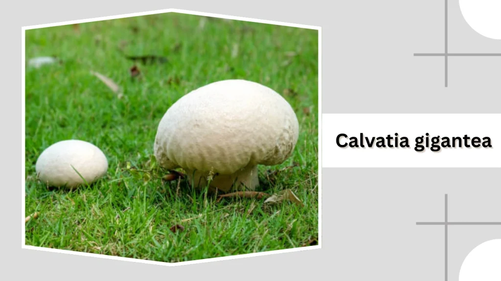Calvatia gigantea