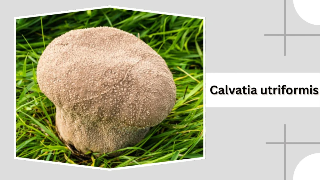 Calvatia utriformis 
