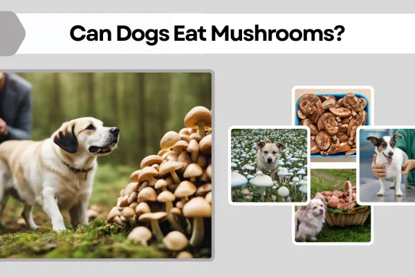 Can Dogs Eat Mushrooms What’s Safe, What’s Dangerous, and  More