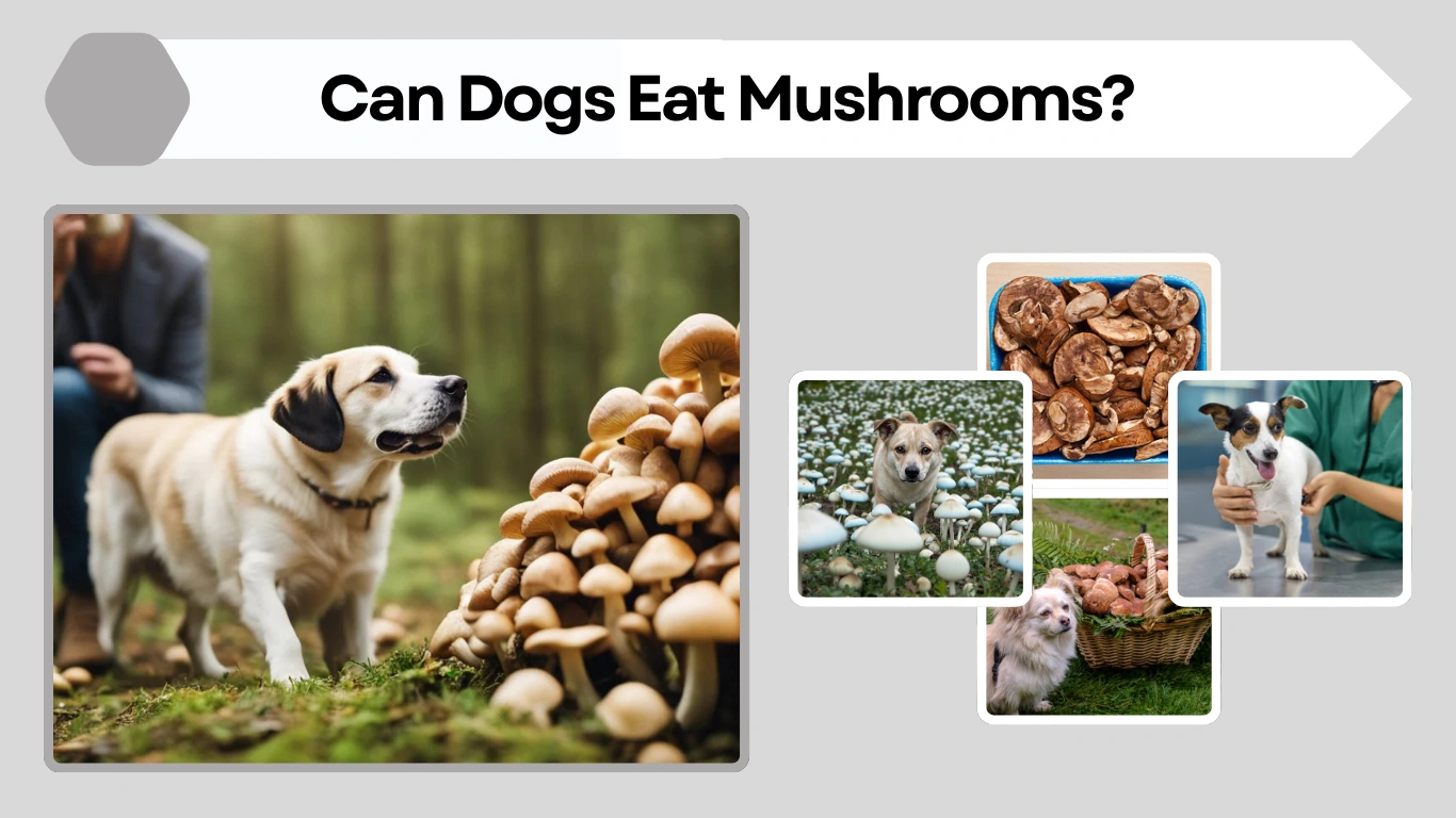 Can Dogs Eat Mushrooms What’s Safe, What’s Dangerous, and  More