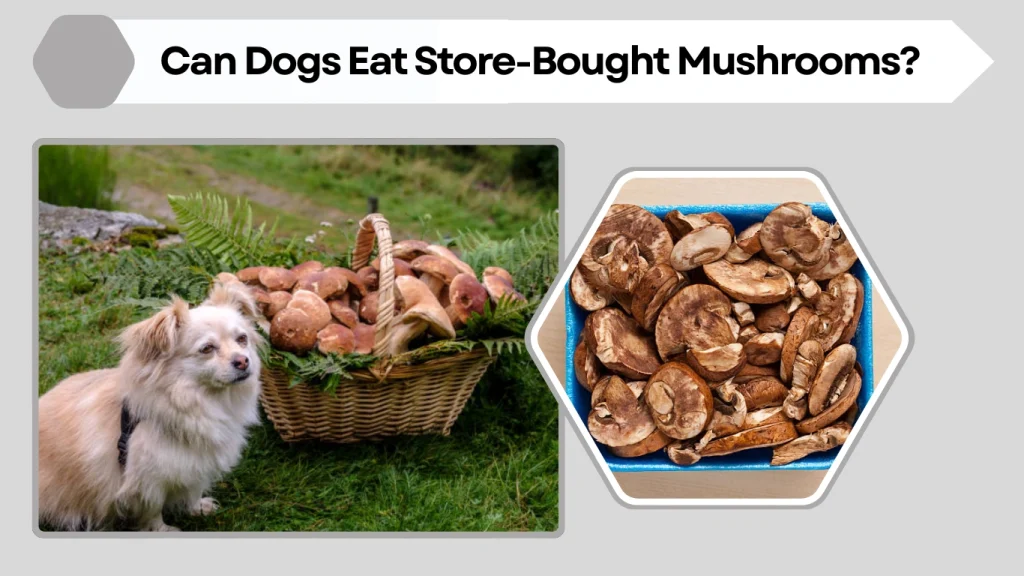 Can Dogs Eat Store-Bought Mushrooms