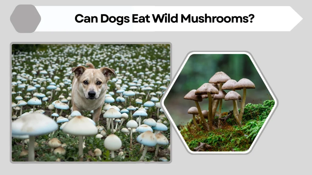 Can Dogs Eat Wild Mushrooms