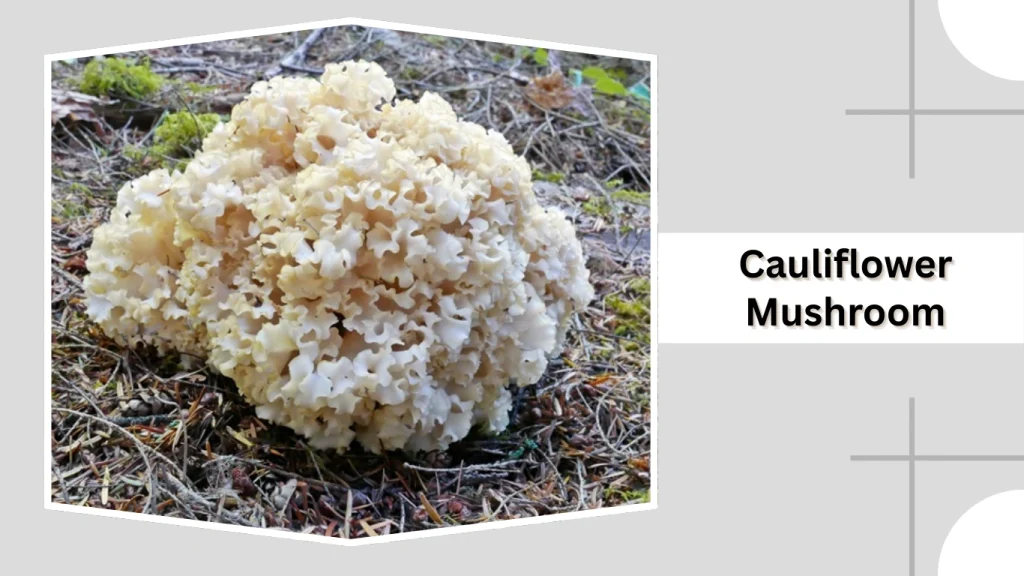 Cauliflower Mushroom