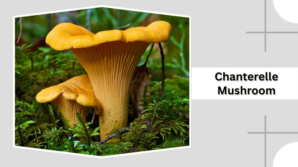 Chanterelle (Brown Variety)