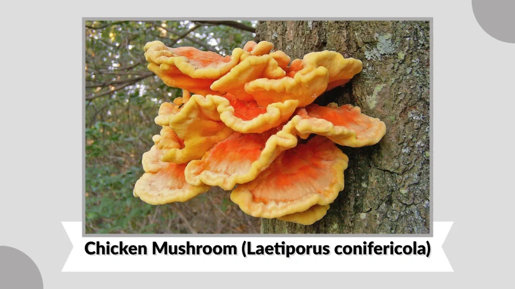 Chicken Mushroom (Laetiporus conifericola)