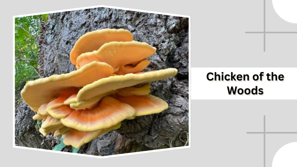Chicken of the Woods