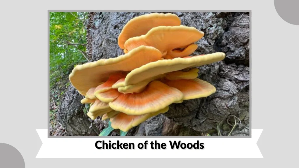 Chicken of the Woods