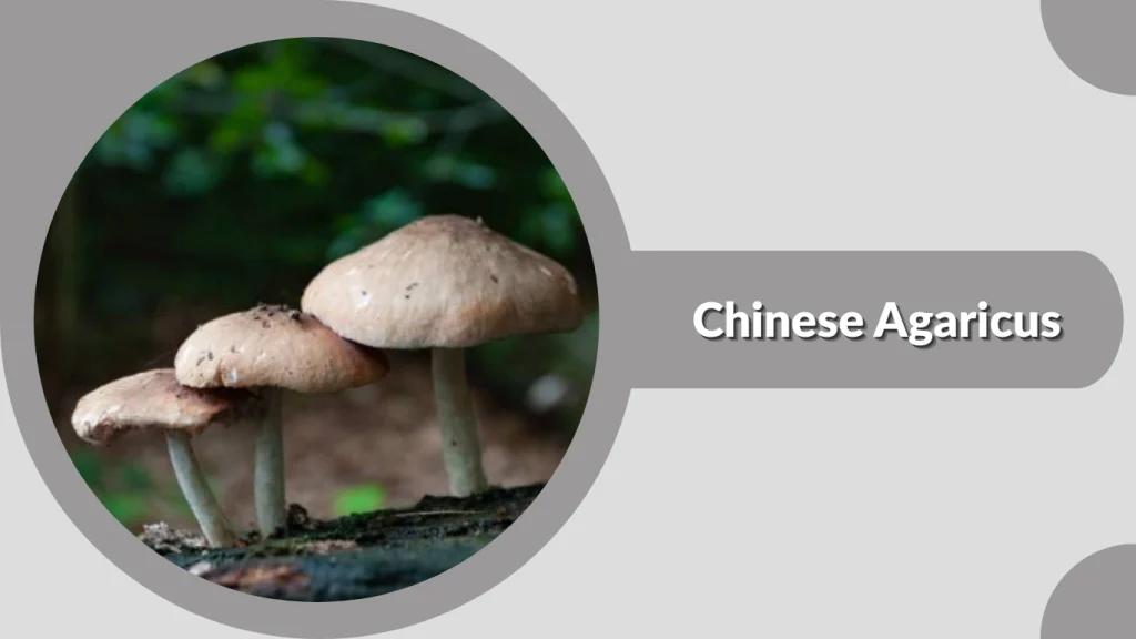 Chinese Agaricus