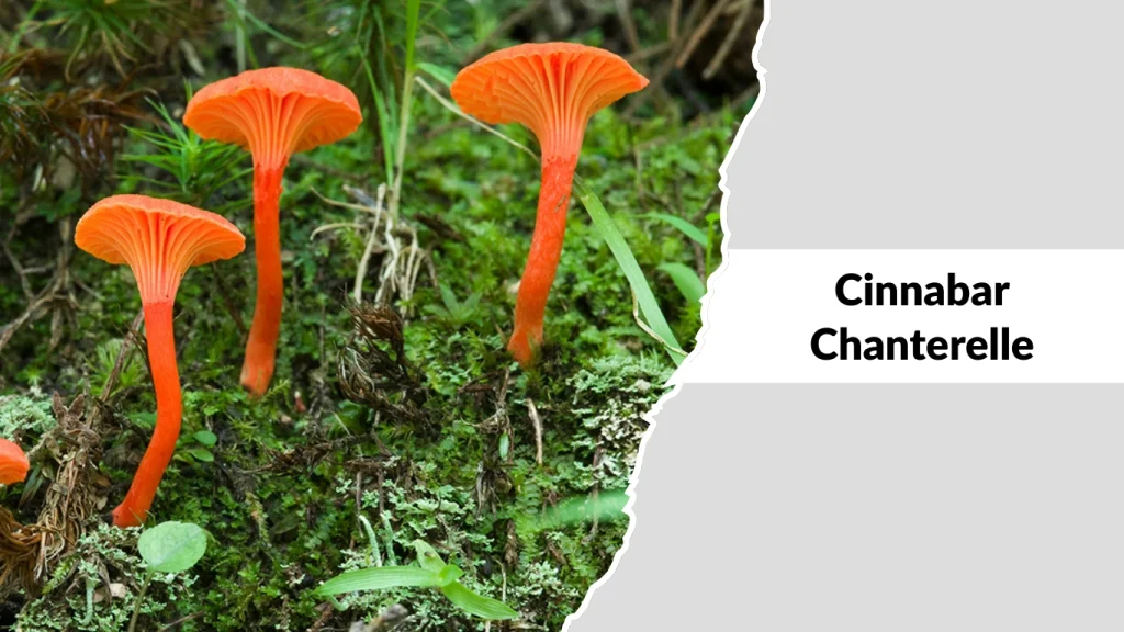 Cinnabar Chanterelle