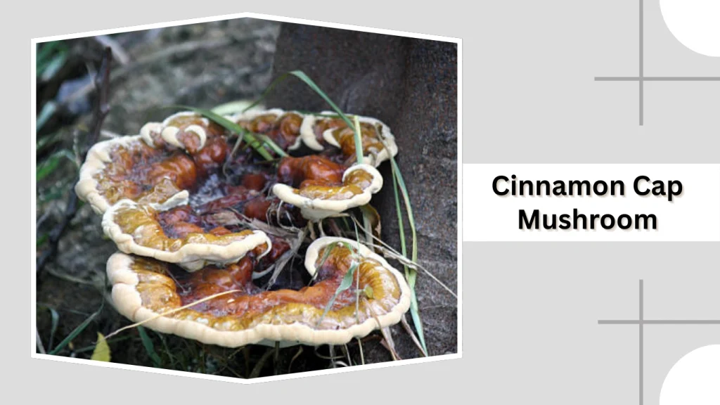 Cinnamon Cap Mushroom