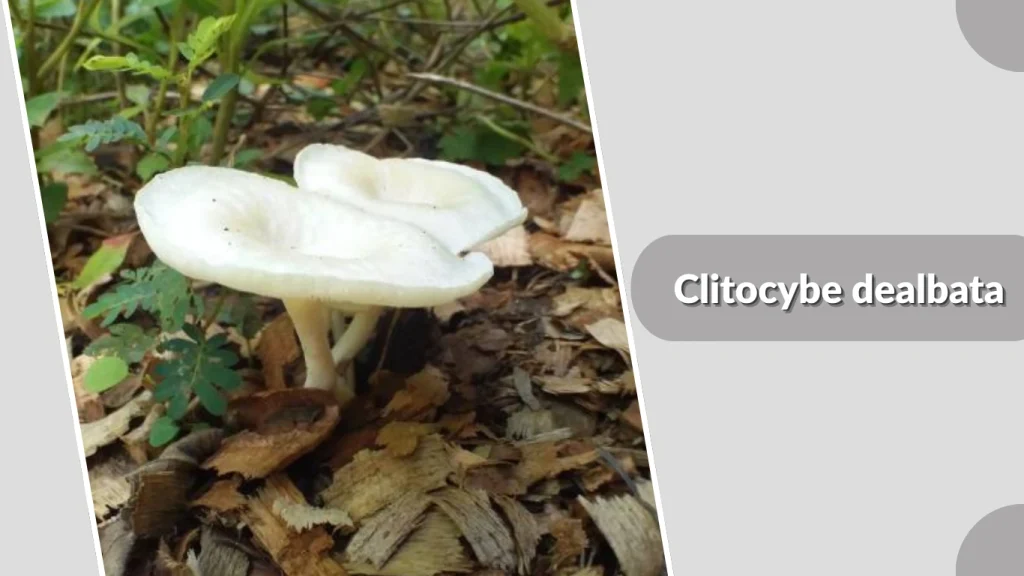 Clitocybe dealbata, Mushroom