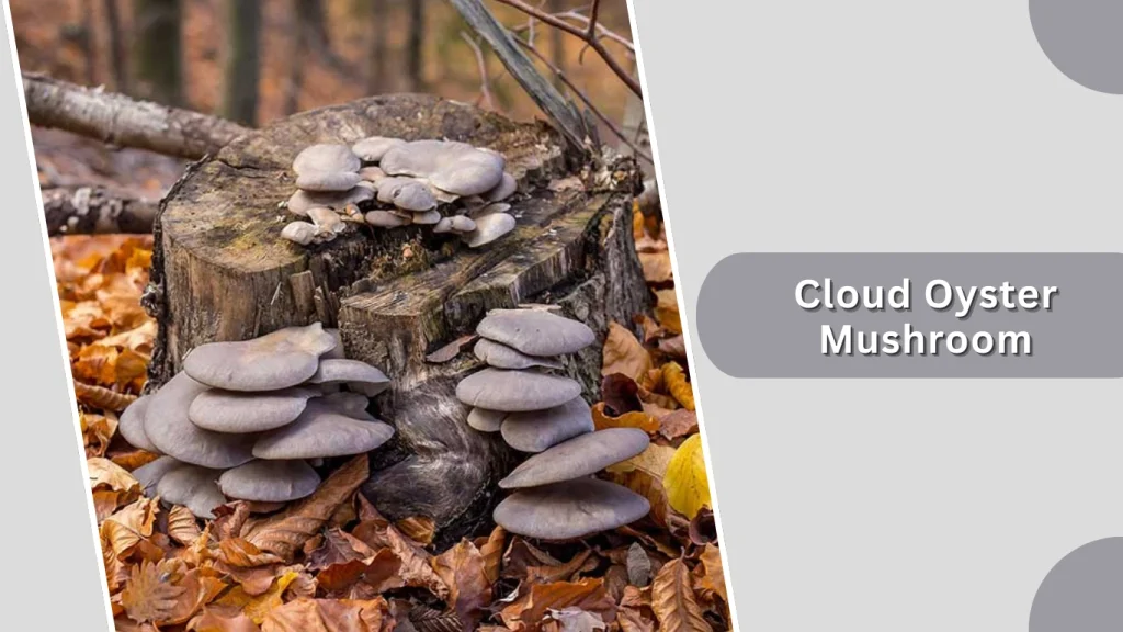 Cloud Oyster Mushroom