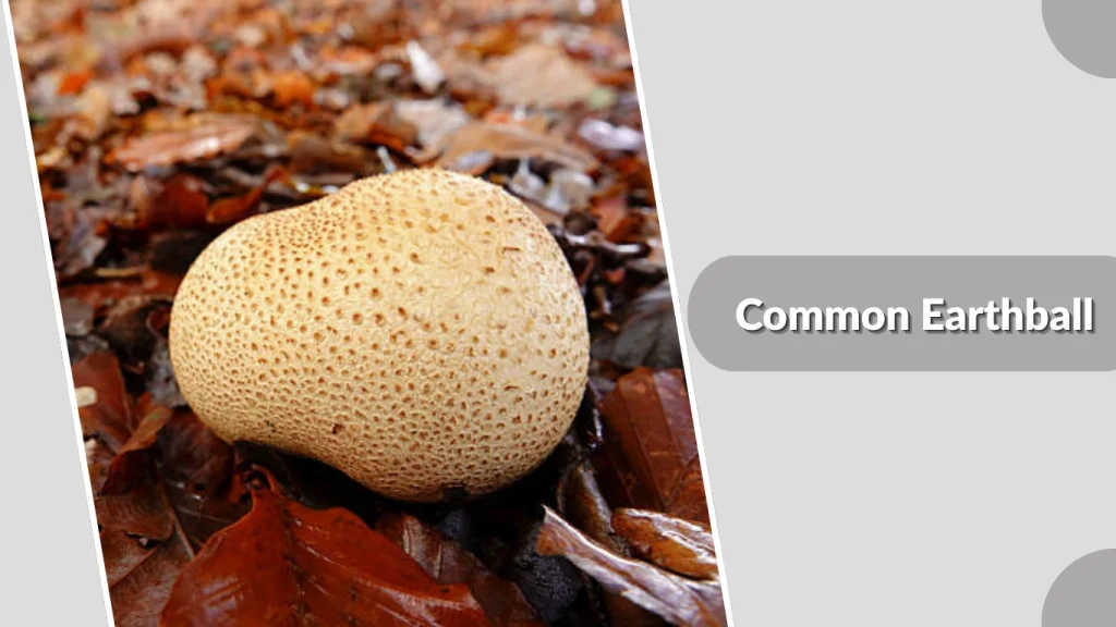 Common Earthball