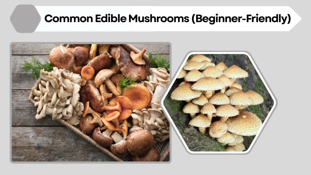 Common Edible Mushrooms (Beginner-Friendly)