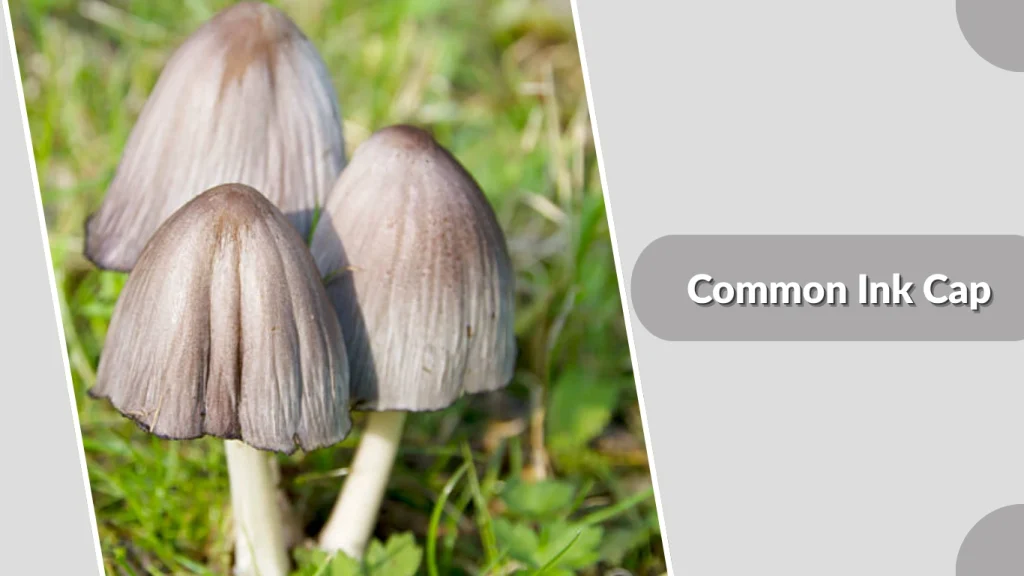 Common Ink Cap