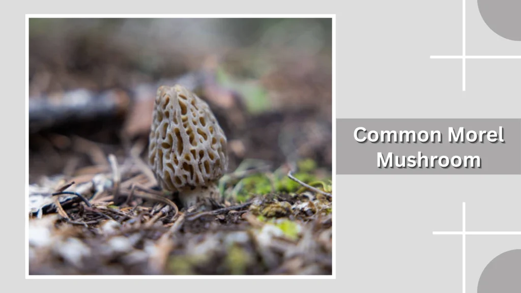 Common Morel Mushroom