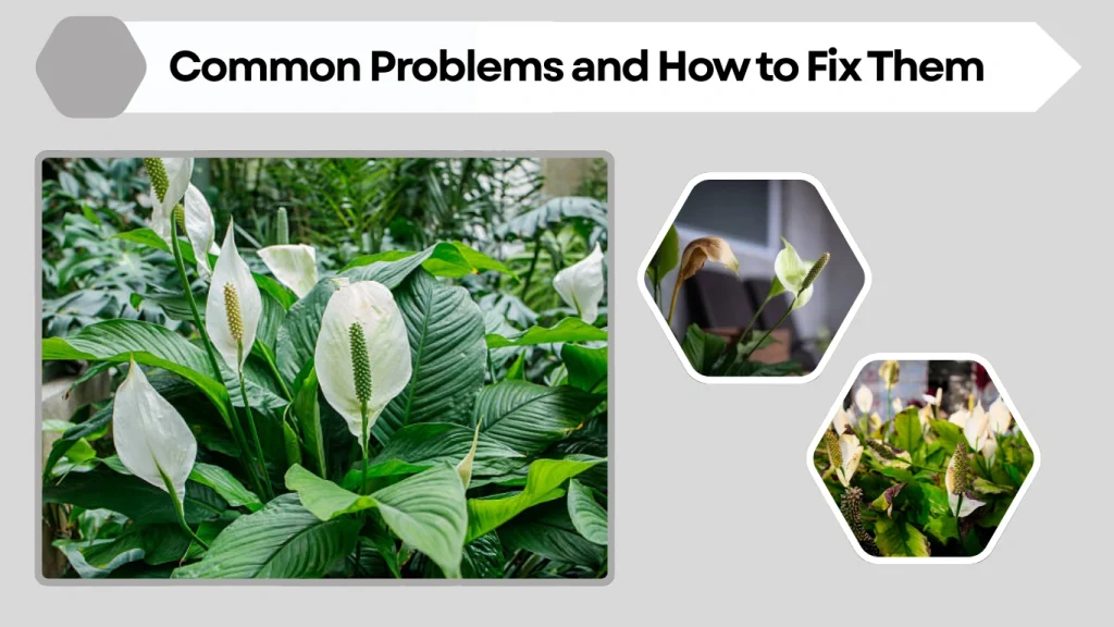 Common Problems and How to Fix Them