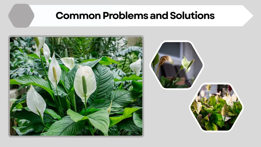 Common Problems and Solutions