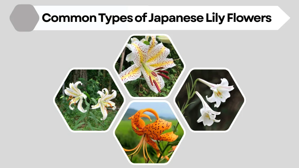 Common Types of Japanese Lily Flowers