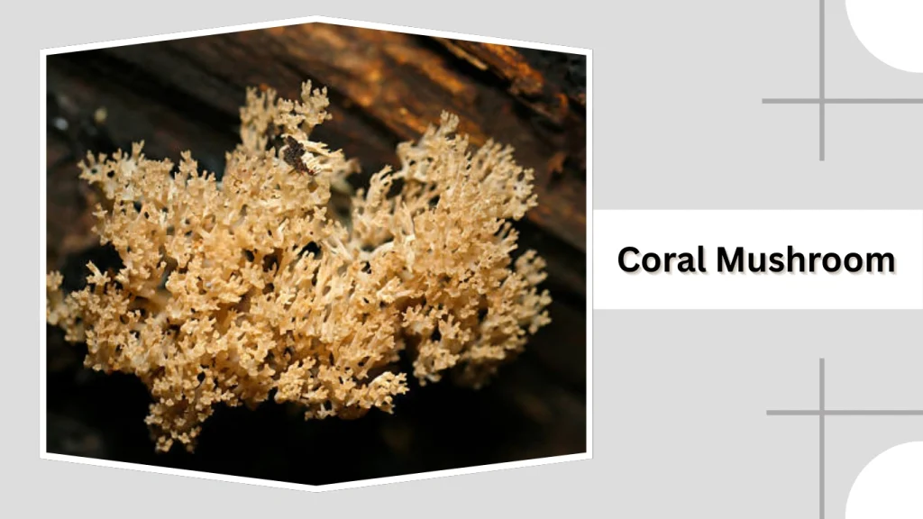 Coral Mushroom