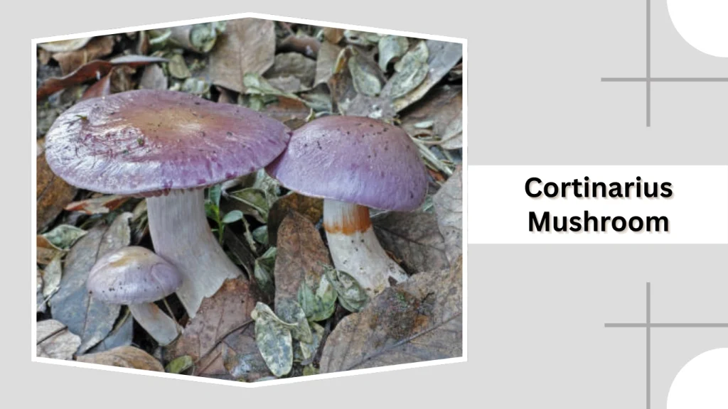 Cortinarius Mushroom