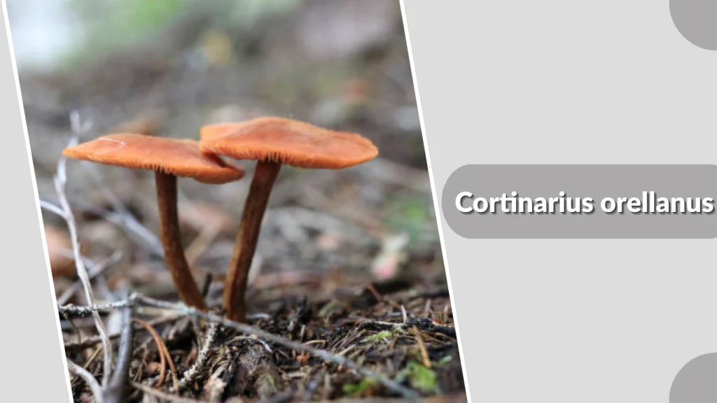 Cortinarius orellanus
