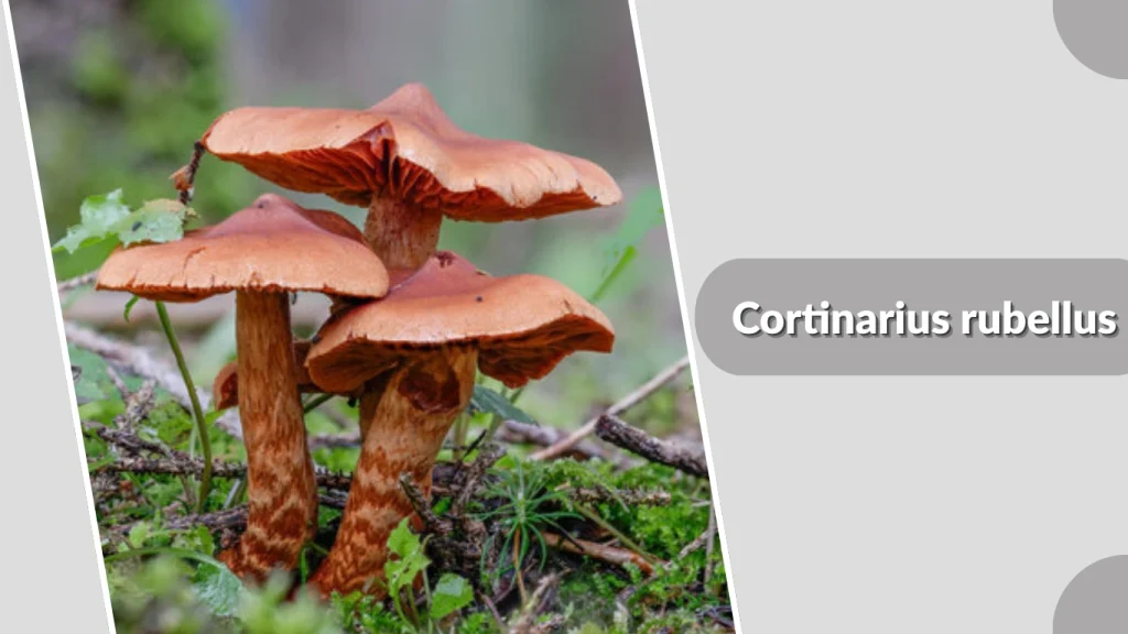 Cortinarius rubellus mushroom