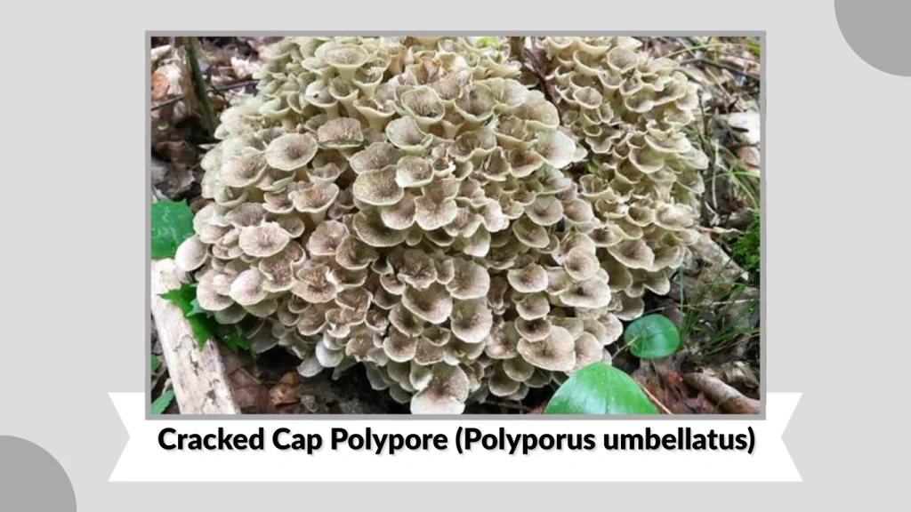 Cracked Cap Polypore (Polyporus umbellatus)