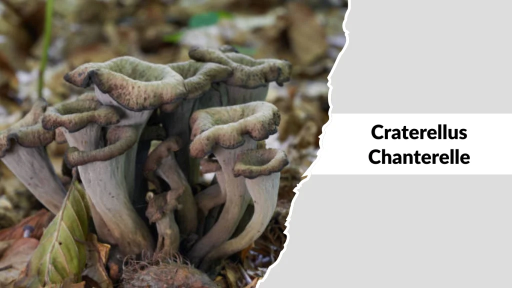 Craterellus Chanterelle