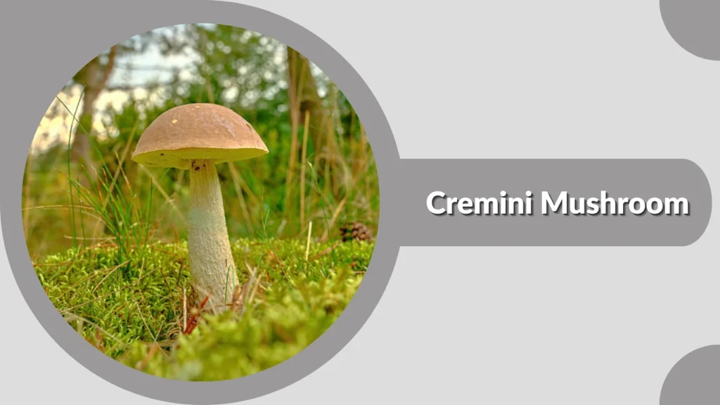 Cremini Mushroom