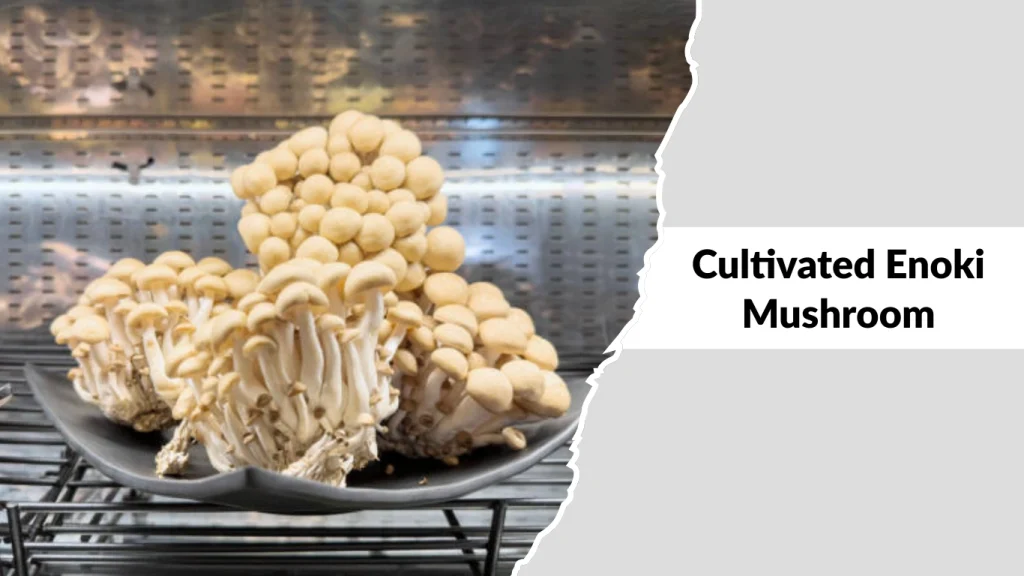 Cultivated Enoki Mushroom