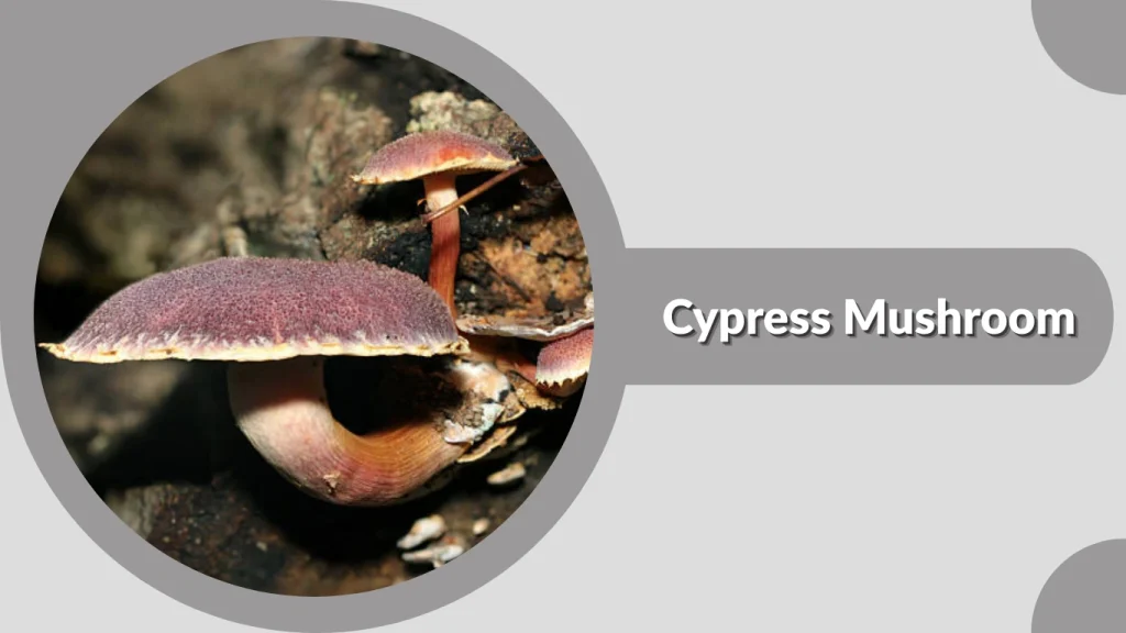 Cypress Mushroom