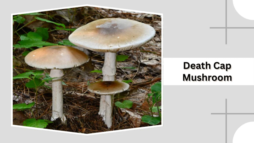 Death Cap Mushroom