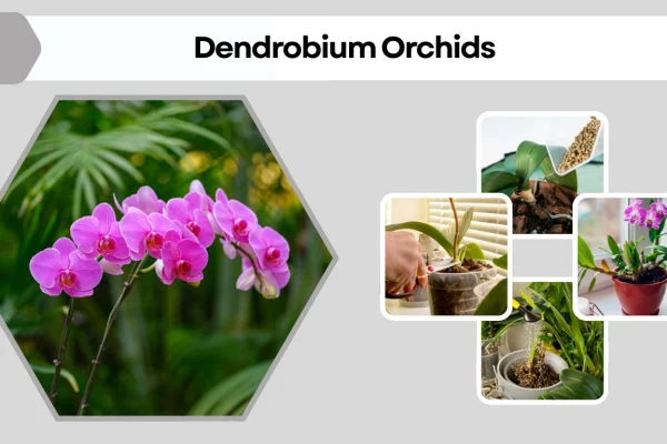 Dendrobium Orchids How to Grow Indoors and Outdoors