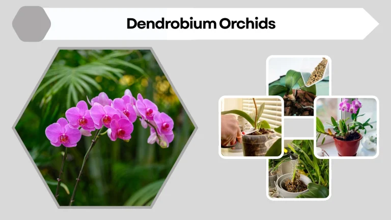 Dendrobium Orchids How to Grow Indoors and Outdoors
