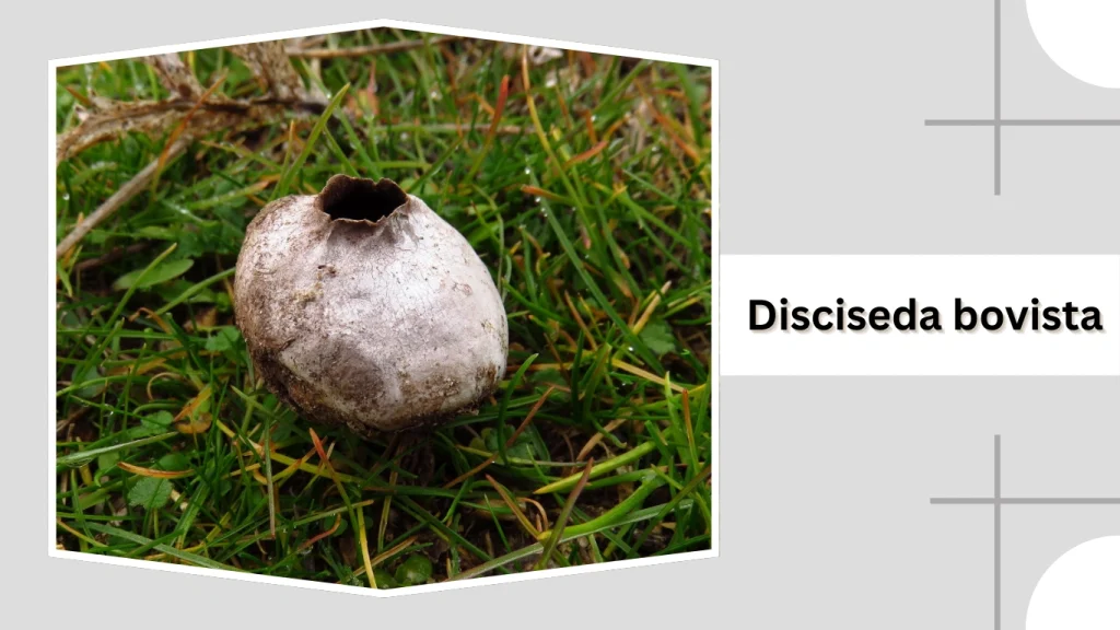 Disciseda bovista