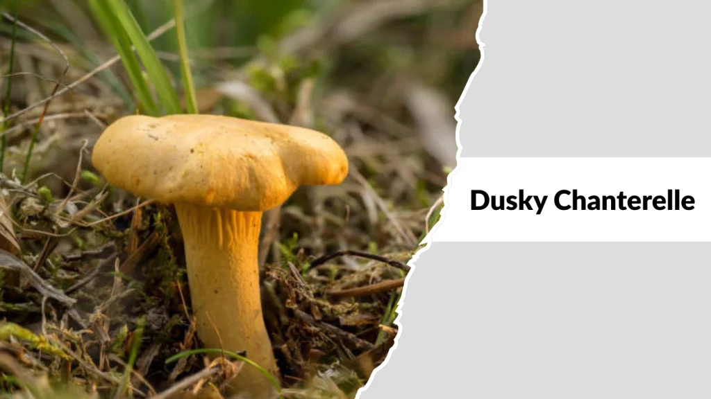 Dusky Chanterelle