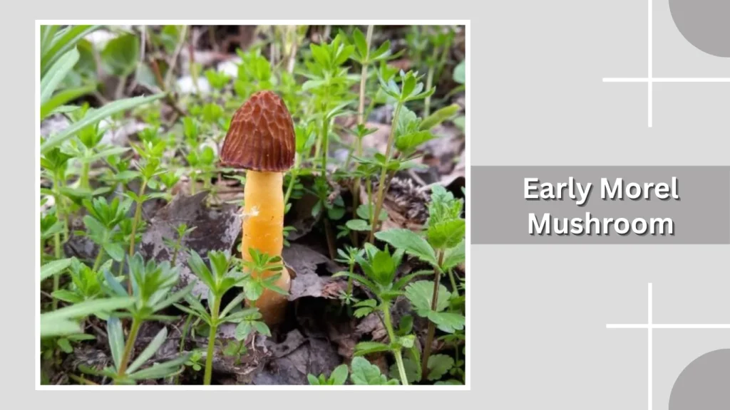 Early Morel Mushroom
