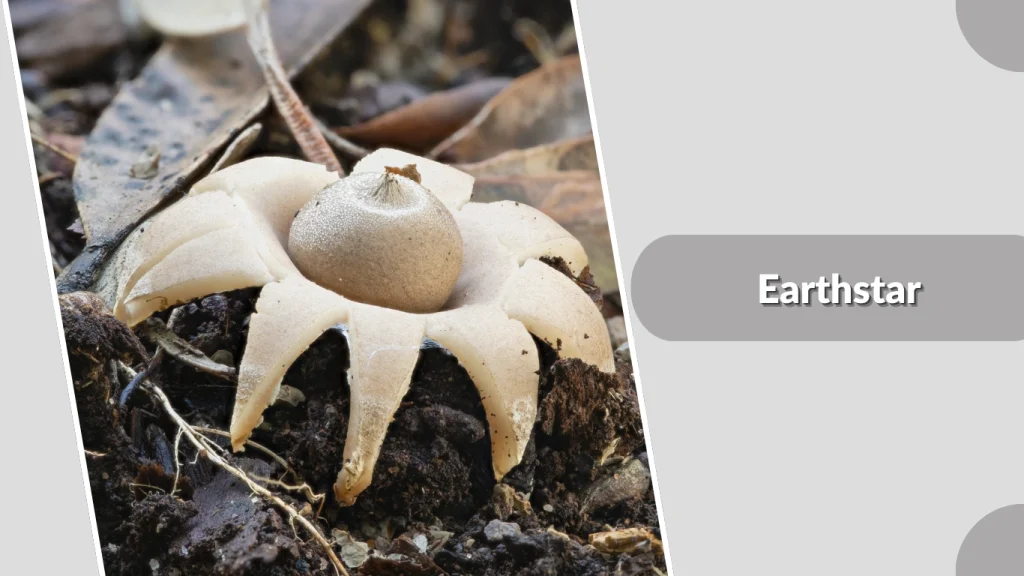 Earthstar