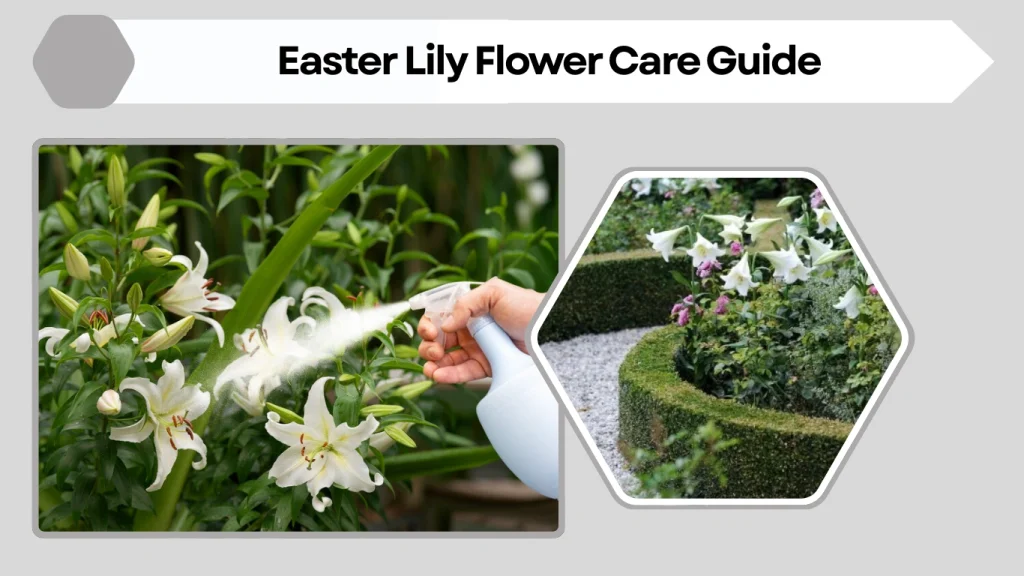 Easter Lily Flower Care Guide