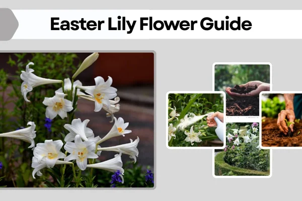 Easter Lily Flower Guide Meaning, History, Care, and Symbolism