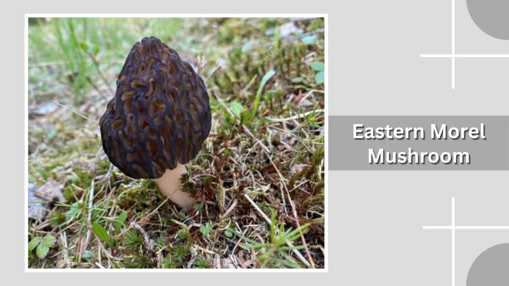 Eastern Morel Mushroom