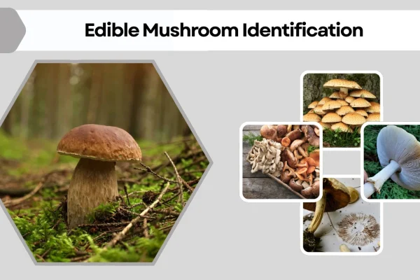 Edible Mushroom Identification A Comprehensive Guide to Safely  