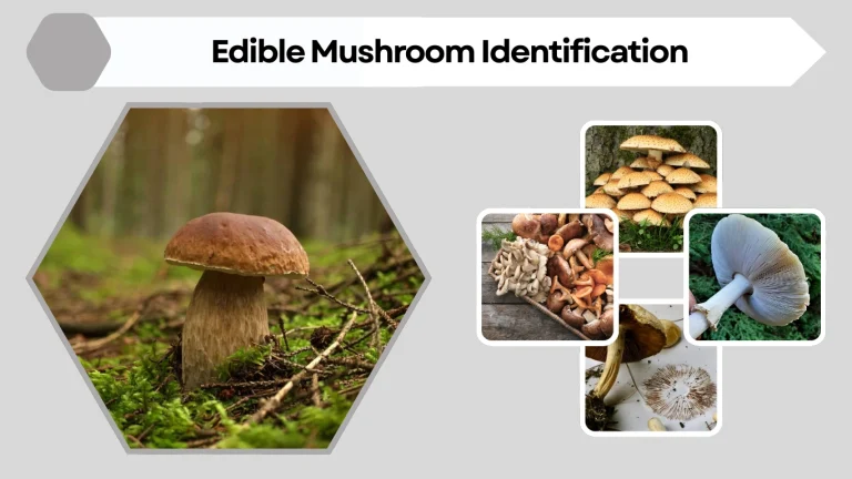 Edible Mushroom Identification A Comprehensive Guide to Safely  
