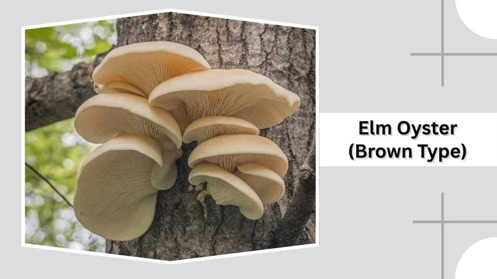 Elm Oyster (Brown Type)