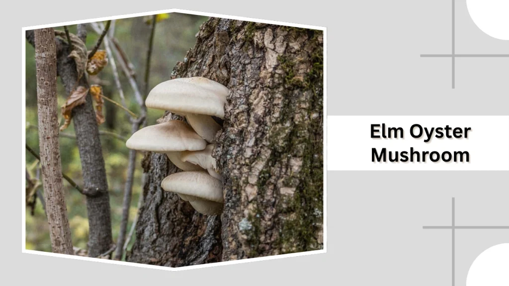 Elm Oyster Mushroom (Brown Form)