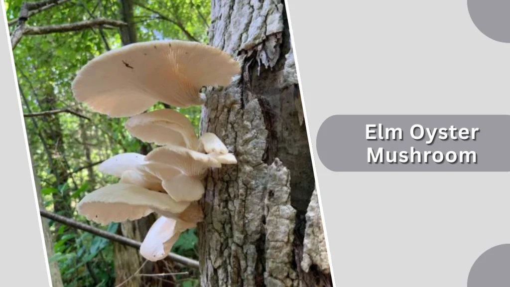 Elm Oyster Mushroom