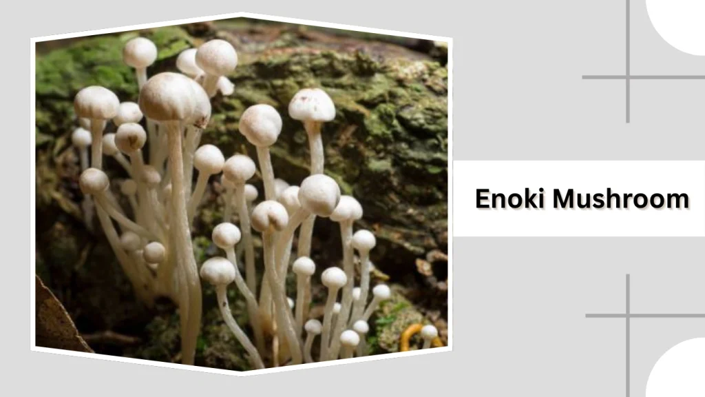 Enoki Mushroom
